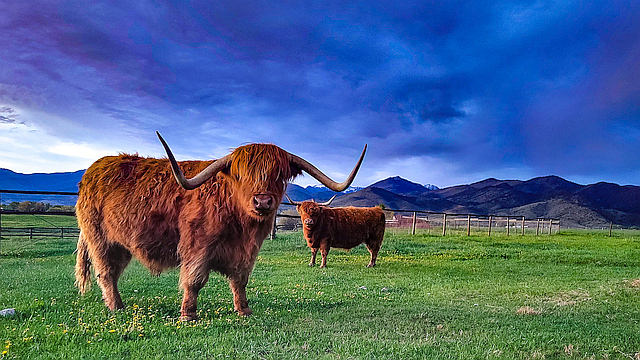 Scottish Highlander cattle on small western ranch